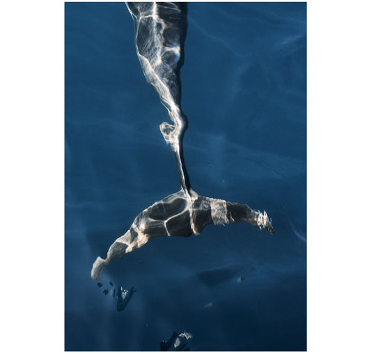 Gelavena x Roman Pulvermüller - Poster