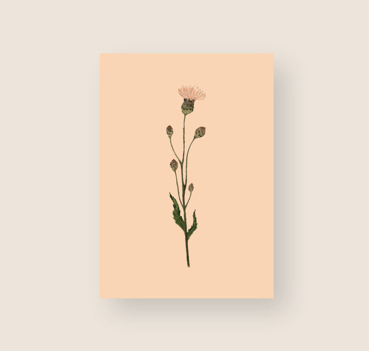 Temps difficiles - Carte postale « Fleur rose »