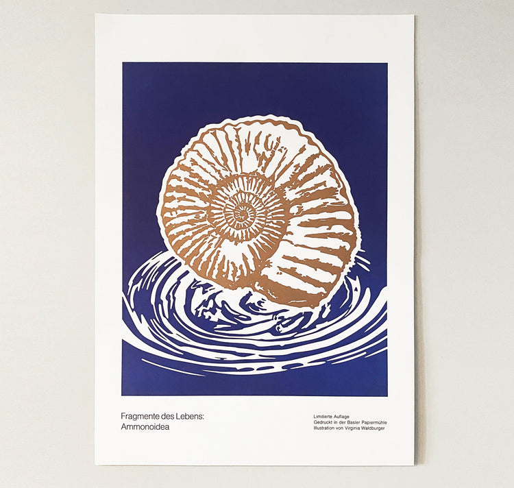 GINNY - Poster "Ammonoidea"