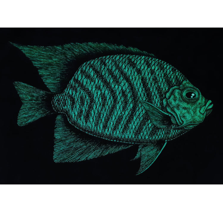 SOPE - Original "Fisch Nr. 19"