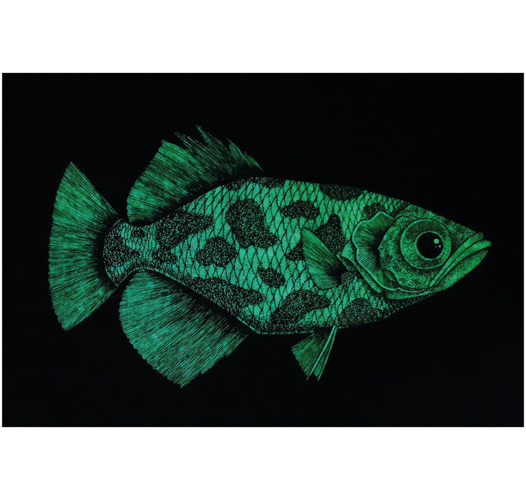 SOPE - Original "Fisch Nr. 22"