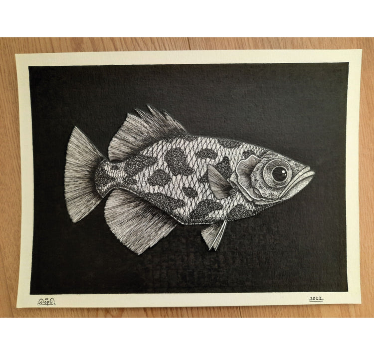 SOPE - Original "Fisch Nr. 22"