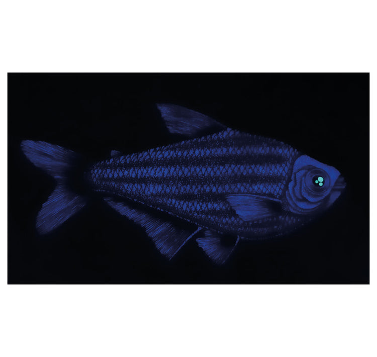 SOPE - Original "Fisch Nr. 7"