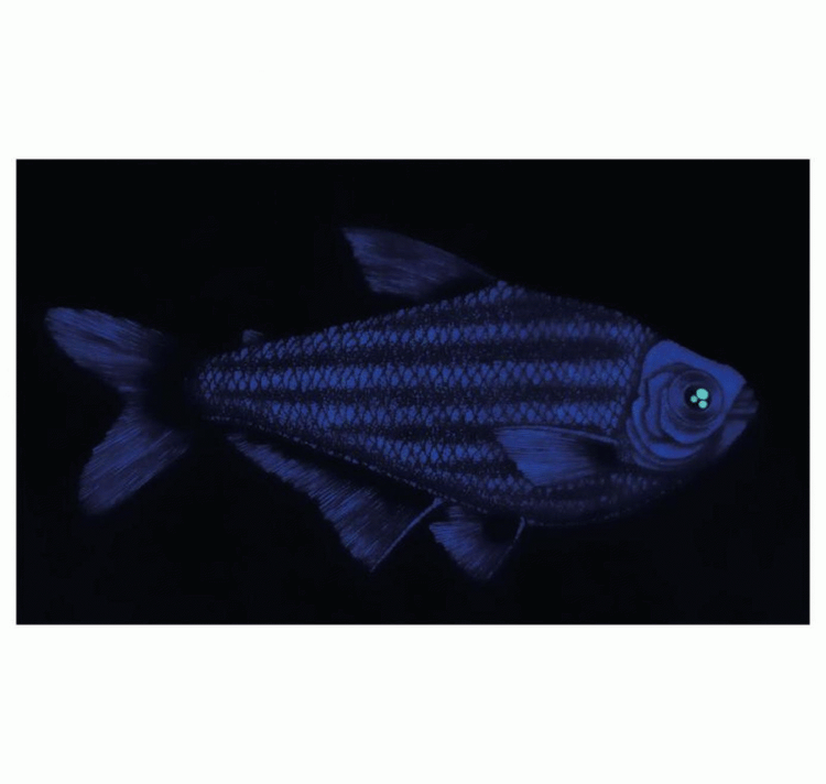 SOPE - Original "Fisch Nr. 7"