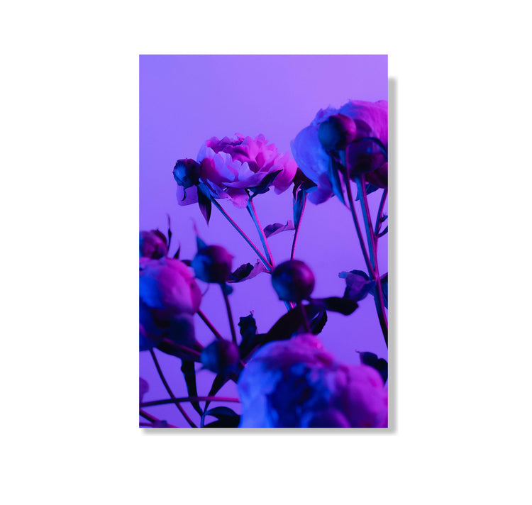 Josephine Weber - Postkarte "Viva La Vula 3"