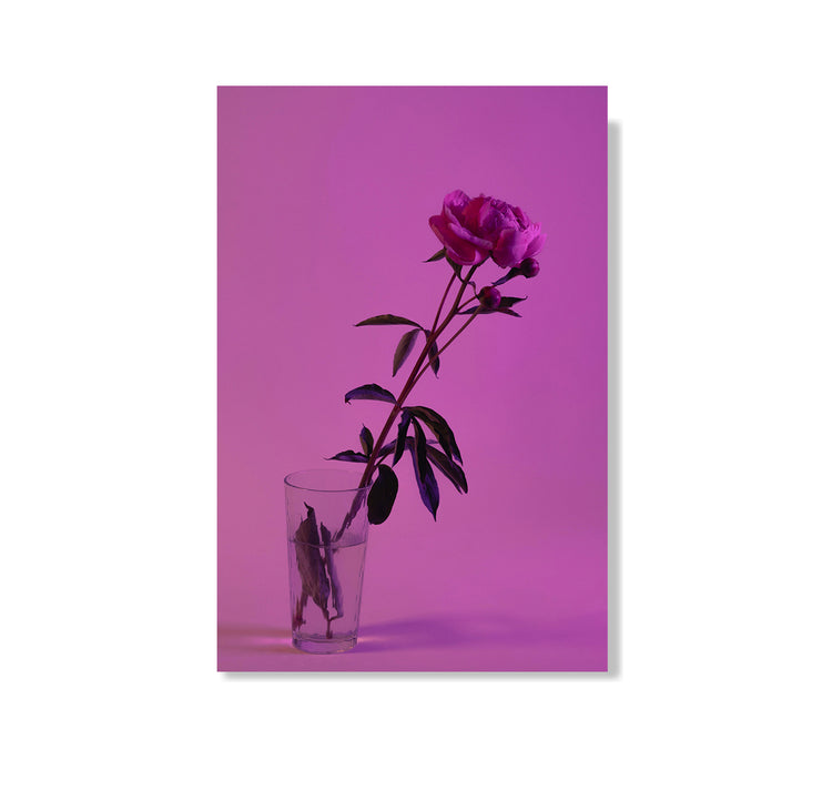 Josephine Weber - Postkarte "Viva La Vula 4"