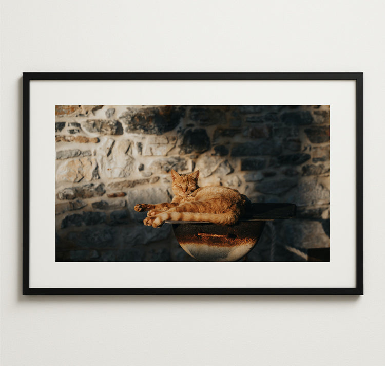 worldofdave x Hotel Goldener Stern – Plakat "Cat On A Grill"