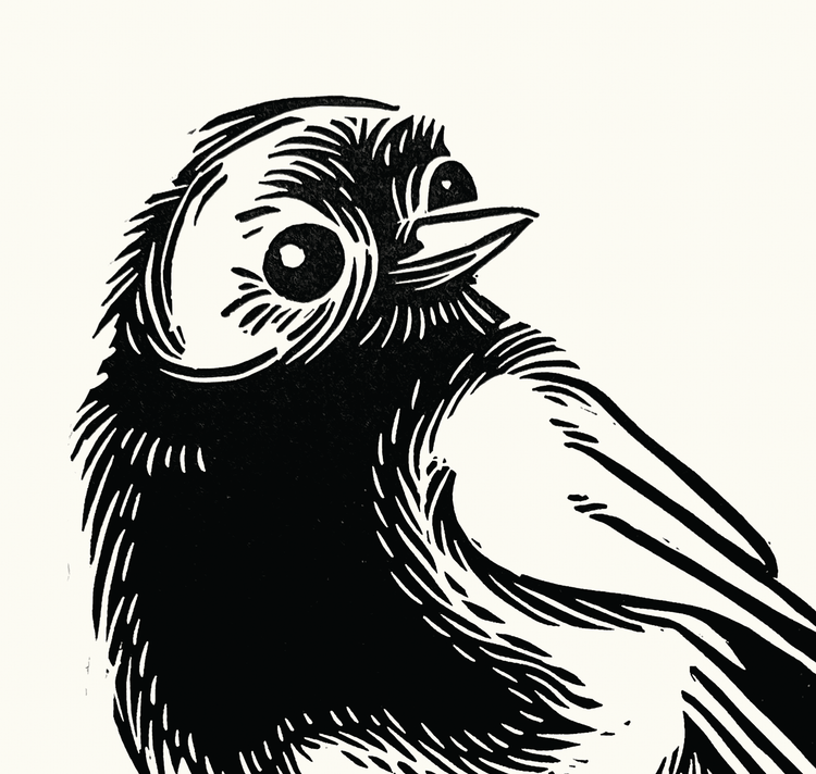 opak - Plakat "robin"