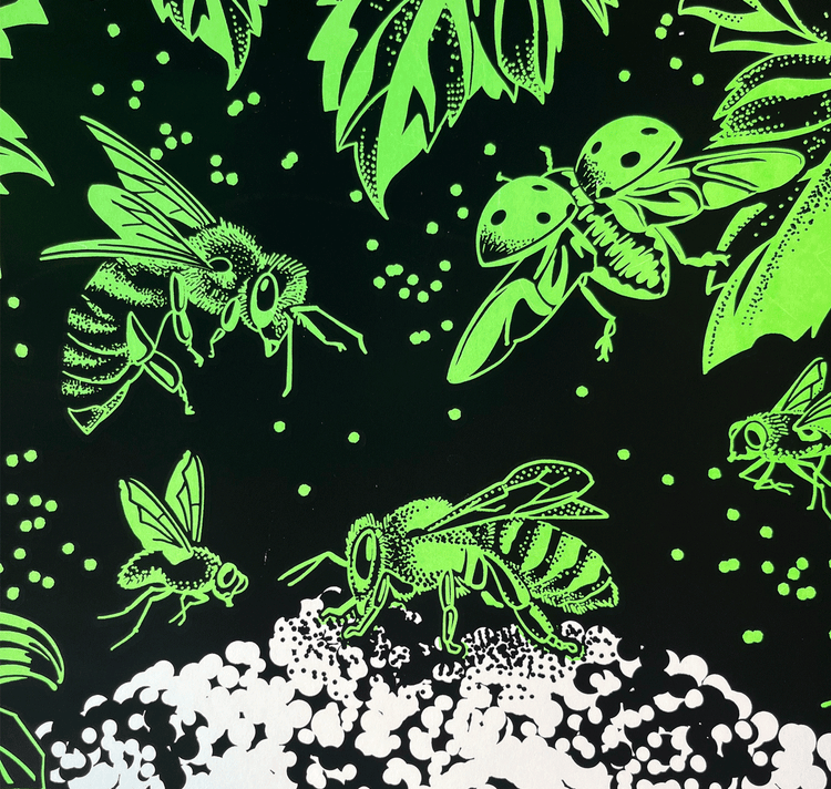 opak - Plakat "bärenklau"