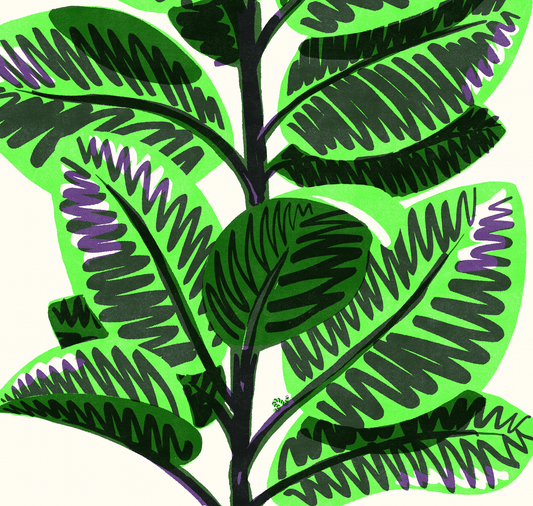 opak - Plakat "ficus"