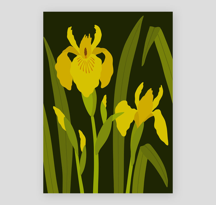 Lisa Voisard - Affiche "Iris des marais"