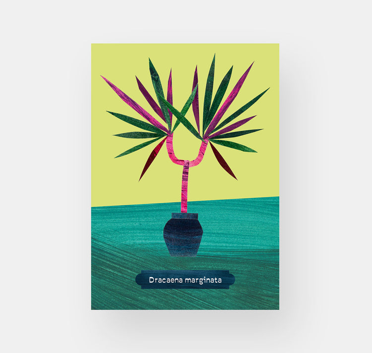 Takelwerk - Postkartenset "Zimmerpflanzen"