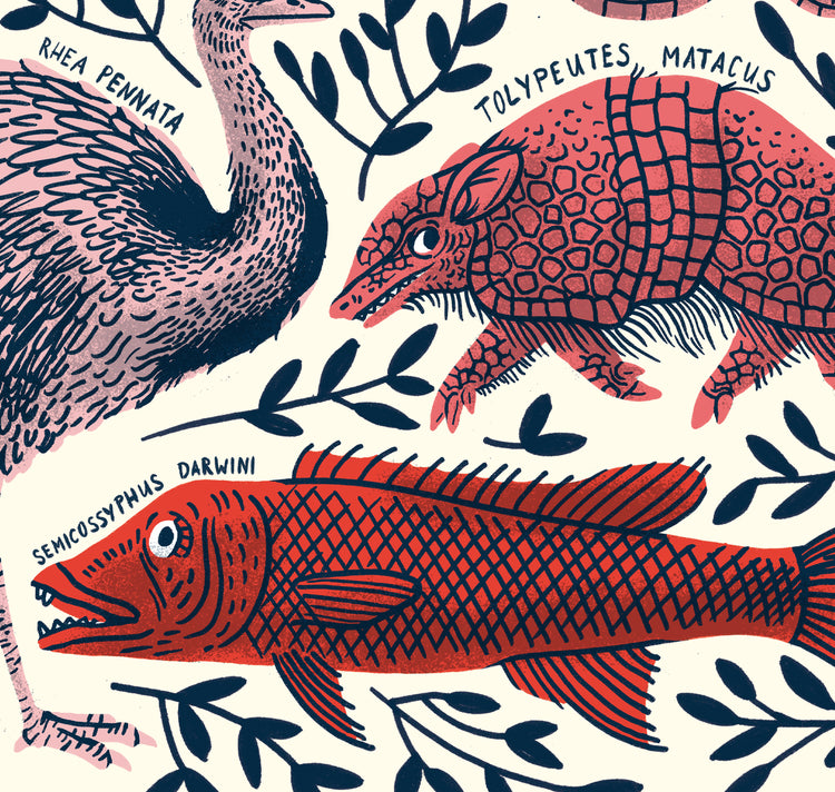 Eva Rust - Affiche "Le voyage du beagle de Darwin"