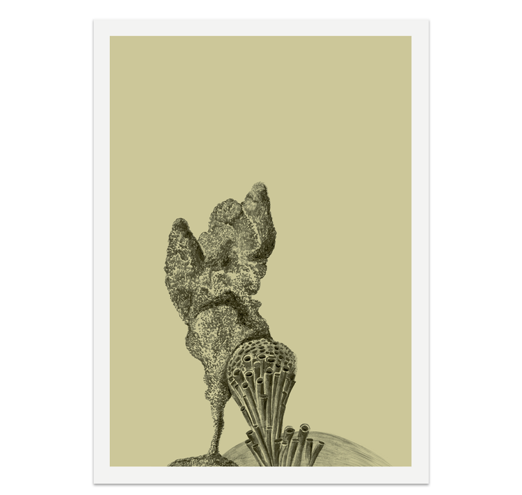 petrahilber - Postkartenset "Korallen"