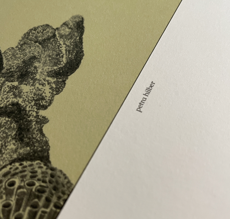 petrahilber - Postkartenset "Korallen"