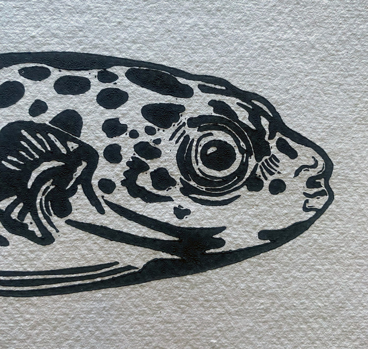 GINNY - Poster "Il pesce palla"