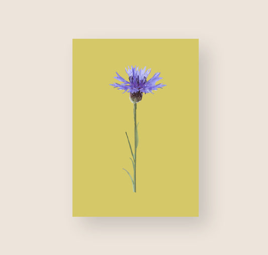Hartezeiten - Postkarte "Kornblume"