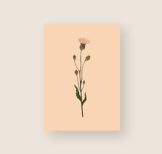 Hartezeiten - Postkarte "Blume Rosa"