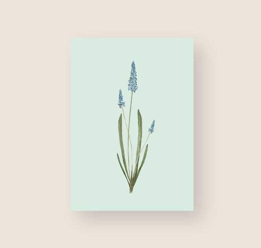 Hartezeiten - Postkarte "Blume Blau"