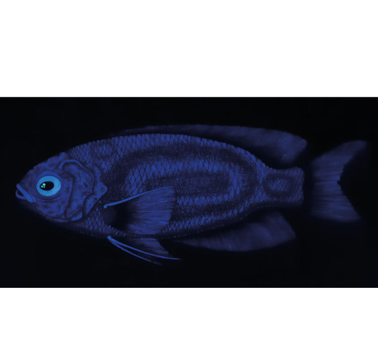 SOPE - Original "Fisch Nr. 11"