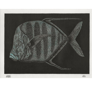 SOPE - Original "Fisch Nr. 18"