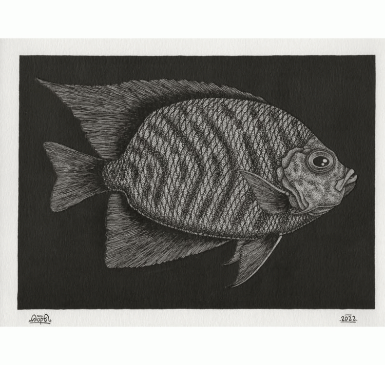 SOPE - Original "Fisch Nr. 19"
