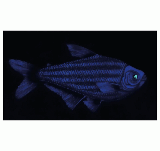 SOPE - Original "Fisch Nr. 7"