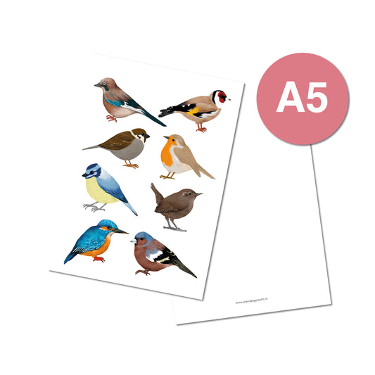 Jolanda Epprecht - Postkarte Extragross "Alle Vögel"