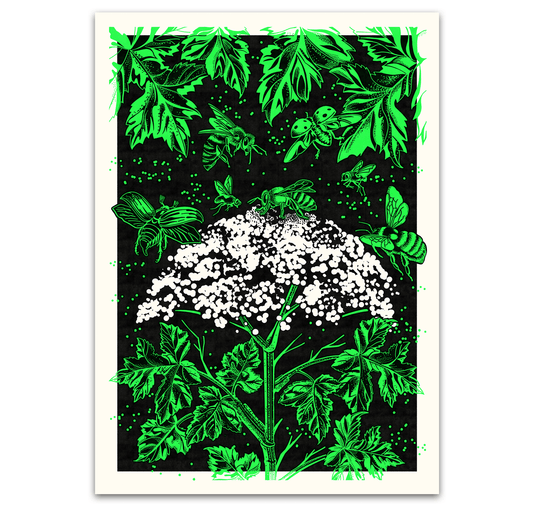 opak - Plakat "bärenklau"