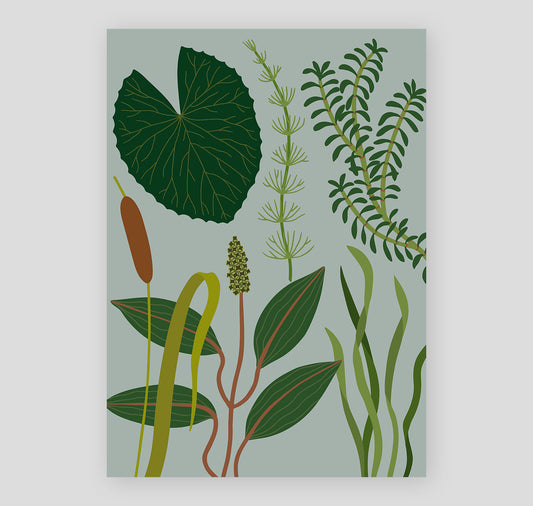 Lisa Voisard - Plakat "Wasserpflanzen"