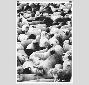 Edition3000 - Siebdruck von Phil Bucher "The Flock"