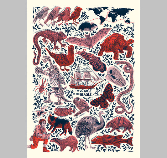 Eva Rust - Affiche "Le voyage du beagle de Darwin"