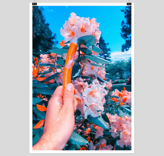 Edition3000 - Offset Print von Aso Mohammadi "Wienerli"