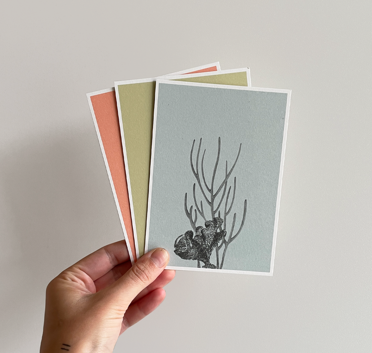 Petra Hilber - Set de cartes postales "Coraux"