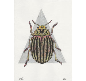 SOPE - Original " Carabidae"