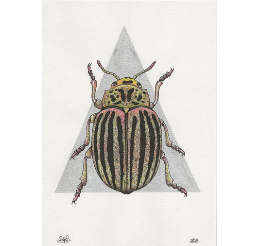SOPE - Original "Carabidae"