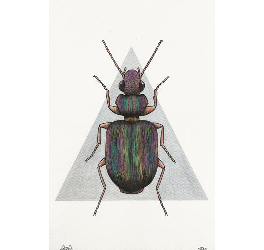 SOPE - Original "Beetle"