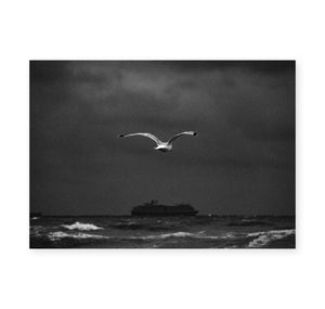 Manuel Eichmann - Plakat "The dutch seagull"