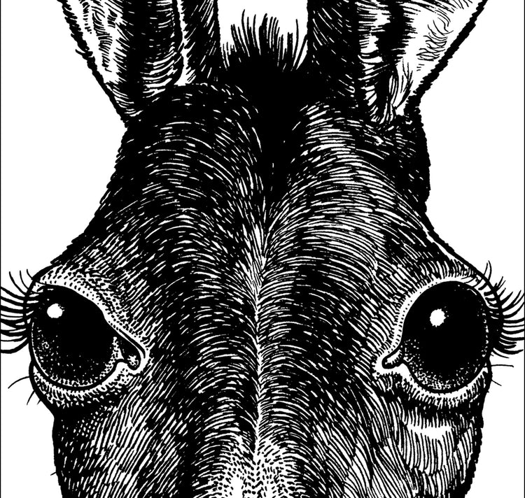 Jared Muralt - Affiche "L'âne"