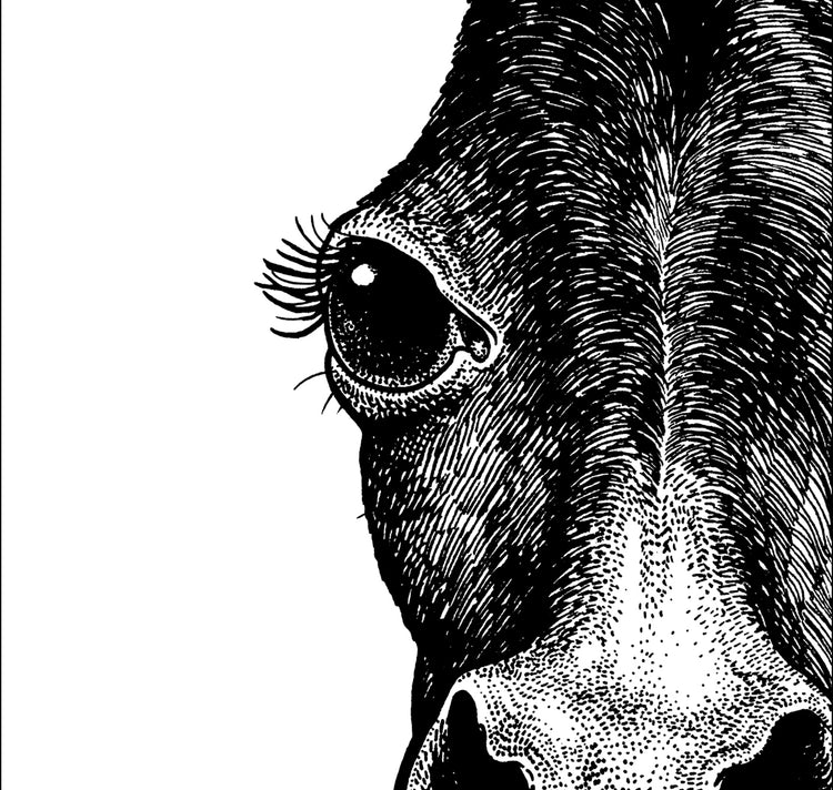 Jared Muralt - Affiche "L'âne"