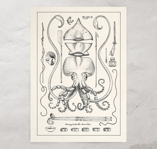 Jared Muralt - Plakat "Sushi Squid"